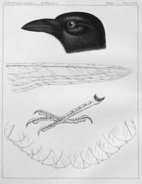 drawing of crow's head, feather, foot.